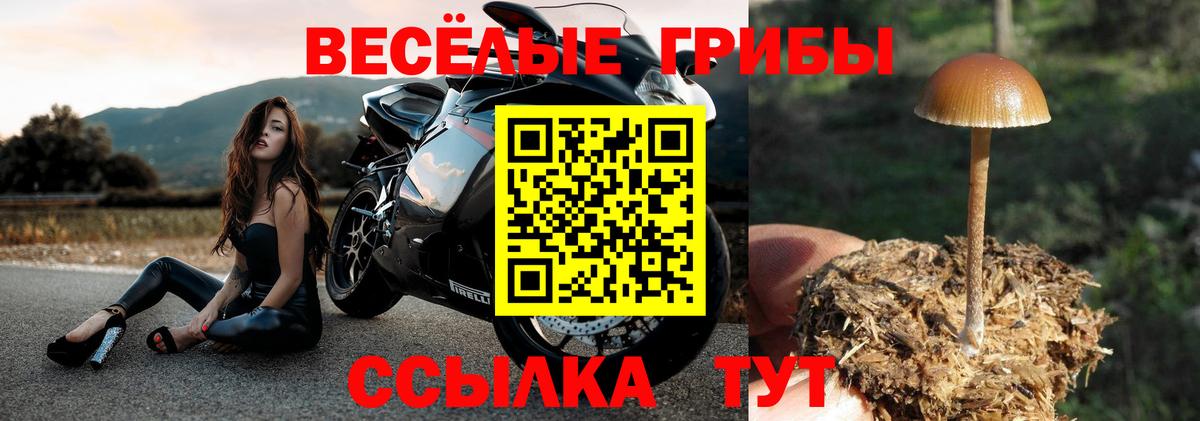 купить наркотики сайты  Вход с VPN  Калач-на-Дону  Галлюциногенные грибы Psilocybine cubensis 